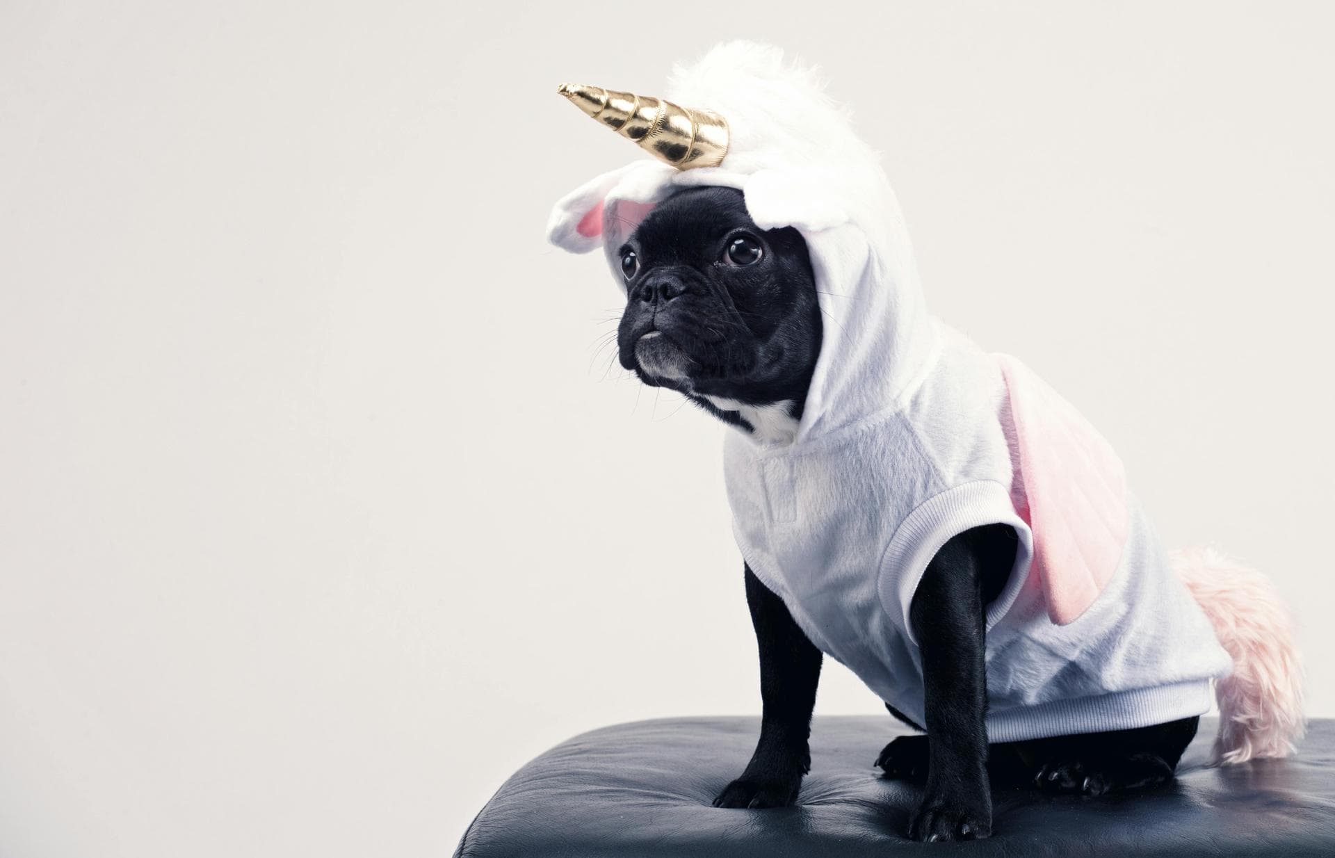 Dog Puppy Vaccinations Kennel Cough Prices in Carrickfergus