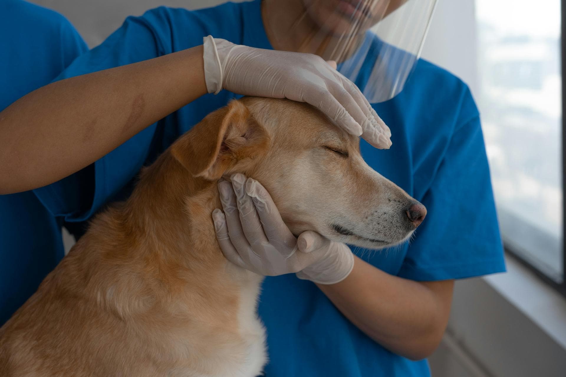 Brown dog being examined at vet